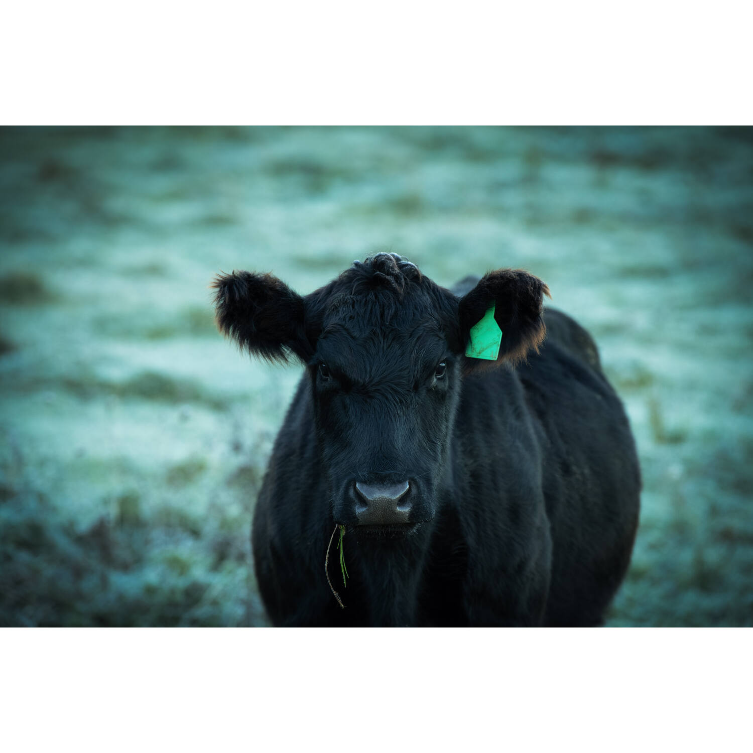 BLACK ANGUS DUNNE LENDE